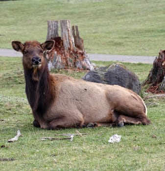 Elk.  Photo taken at Northwest Trek Wildlife Park, WA.