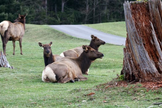 Elk.  Photo taken at Northwest Trek Wildlife Park, WA.