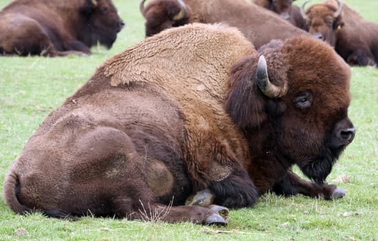 American Bison/Buffalo.  Photo taken at Northwest Trek Wildlife Park, WA.