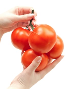 red tomatoes vine in hands against the white background