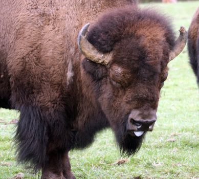 American Bison/Buffalo.  Photo taken at Northwest Trek Wildlife Park, WA.