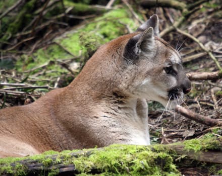 Cougar/Mountain Lion.  Photo taken at Northwest Trek Wildlife Park, WA.