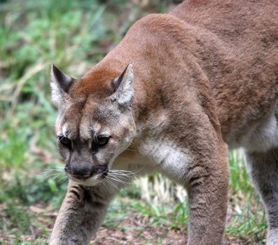 Cougar/Mountain Lion.  Photo taken at Northwest Trek Wildlife Park, WA.