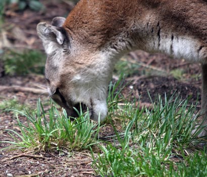 Cougar/Mountain Lion.  Photo taken at Northwest Trek Wildlife Park, WA.