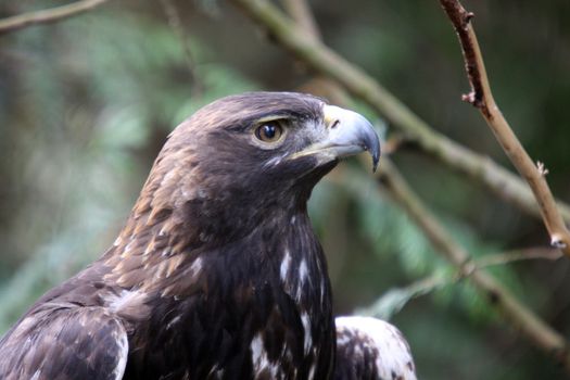 Golden Eagle.  Photo taken at Northwest Trek Wildlife Park, WA.