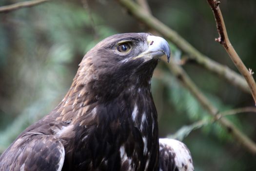 Golden Eagle.  Photo taken at Northwest Trek Wildlife Park, WA.