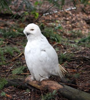 Snowy Owl.  Photo taken at Northwest Trek Wildlife Park, WA.