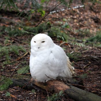 Snowy Owl.  Photo taken at Northwest Trek Wildlife Park, WA.