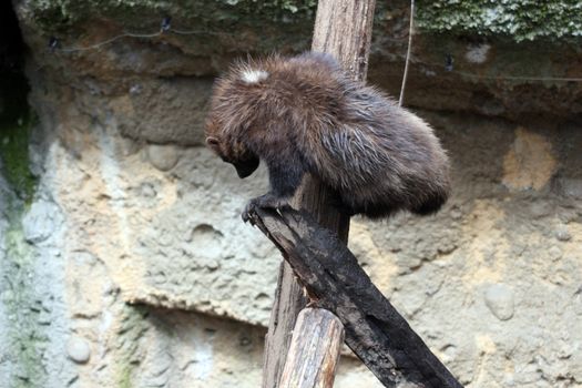 Wolverine.  Photo taken at Northwest Trek Wildlife Park, WA.