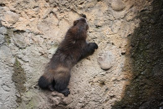 Wolverine.  Photo taken at Northwest Trek Wildlife Park, WA.