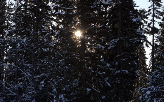 Sunliight Through the Trees.  Photo taken in the Mount Hood National Forest, OR.