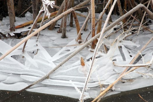 Frozen Reeds.  Photo taken in Culver, OR.