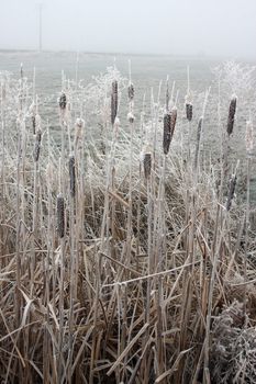 Frozen Cat-Tails.  Photo taken in Culver, OR.