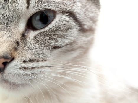 half part face of the siamess cat against white