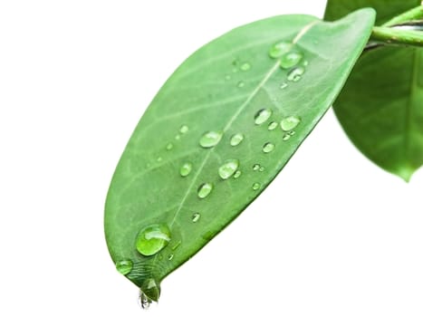 green leave at brunch with drops against the white background