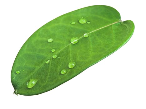 green leave at brunch with drops against the white background