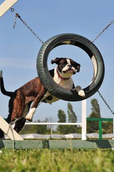 beautiful purebred boxer jumping in a circle 