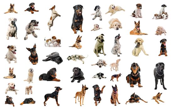 composite picture with purebred  dogs in a white background