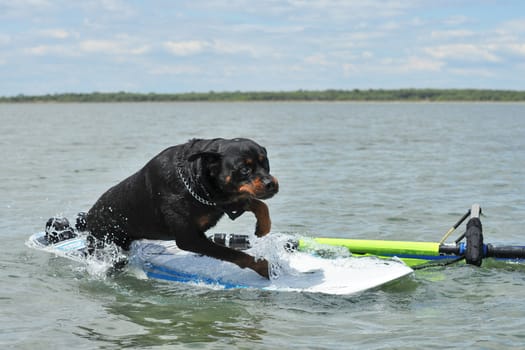 purebred rottweiler jumping on a windsurf in the sea