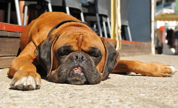 portrait of an old purebred boxer lying down in a street