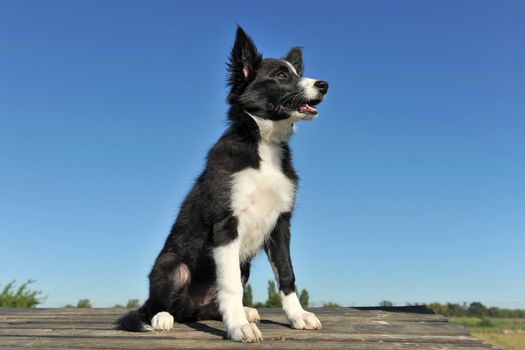 portrait of a purebred puppy border collie on a blue sky