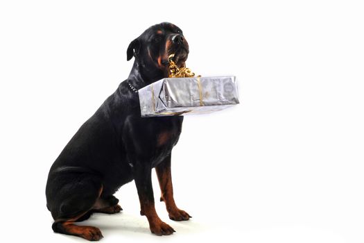 purebred rottweiler sitting with gift isolated over white background