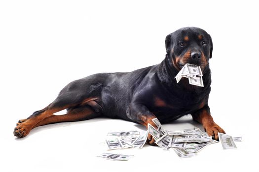 Funny rottweiler holds dollars in mouth, isolated white background