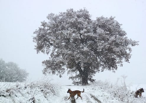 big tree in winter with two belgian shepherds malinois