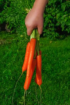 A hand holding a bunch of fresh carrots. Outdoor in a garden