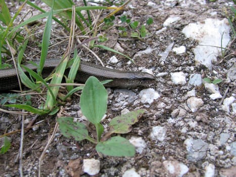 Snake; reptile; zoo; animal; boa; snake skin; scales; type; fauna, nature