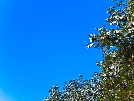snow fir branches against the blue sky 