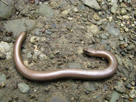 Snake; reptile; zoo; animal; boa; snake skin; scales; type; fauna, nature