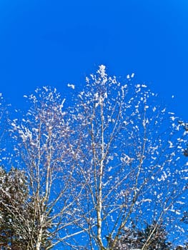 snow fir branches against the blue sky 
