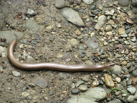 Snake; reptile; zoo; animal; boa; snake skin; scales; type; fauna, nature