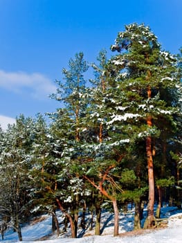 forest under the snow against blue sky