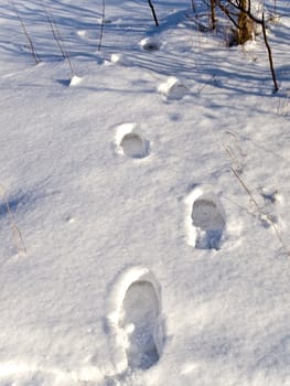 footprints on the white snow in the forest