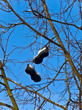 pair of snickers on the tree branch against blue sky