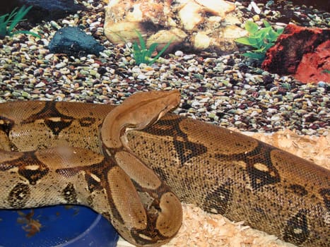 Snake; reptile; zoo; animal; boa; snake skin; scales; type; fauna, nature
