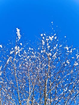 snow fir branches against the blue sky 