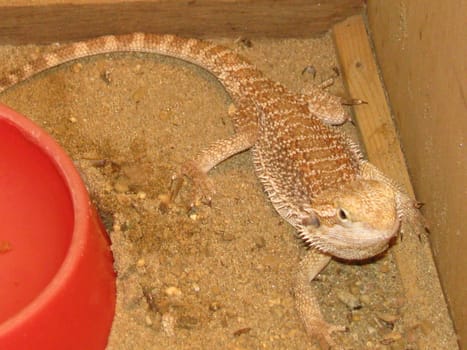 Snake; reptile; zoo; animal; boa; snake skin; scales; type; fauna, nature