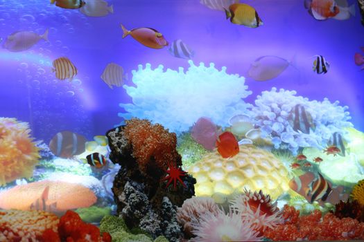 colorful fish and coral in the aquarium, close-up