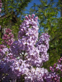 Flower; a plant; spring; flowering; a wood; macroshooting; flora; leaves; vegetation; beauty; a background         