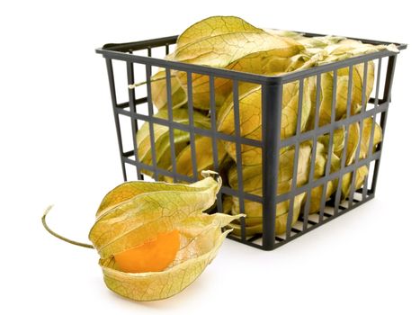 tree cape gooseberry over the white background