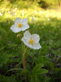 Flower; a plant; spring; flowering; a wood; macroshooting; flora; leaves; vegetation; beauty; a background        