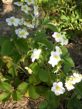 Flower; a plant; spring; flowering; a wood; macroshooting; flora; leaves; vegetation; beauty; a background