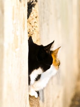 two cats looking outdoor in sunny day