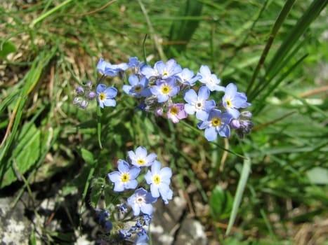 Flower; a plant; spring; flowering; a wood; macroshooting; flora; leaves; vegetation; beauty; a background