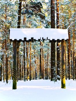 winter pine forest with snow and old gate