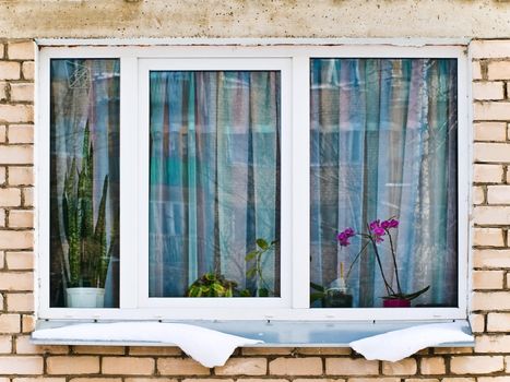 window with flowers at winter time