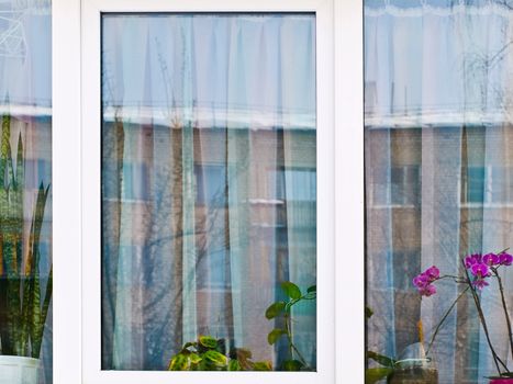 photo of the window with flowers 